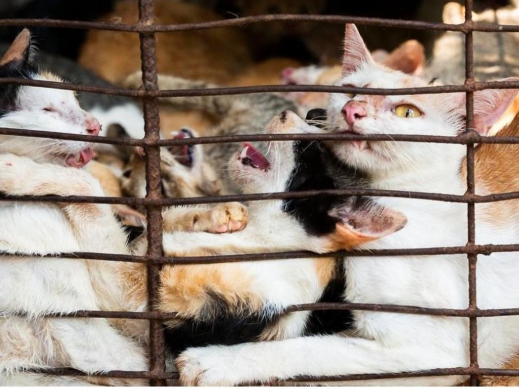 【虐待動物】深信食貓肉可增性能力？ 越南貓肉市場年殺百萬貓