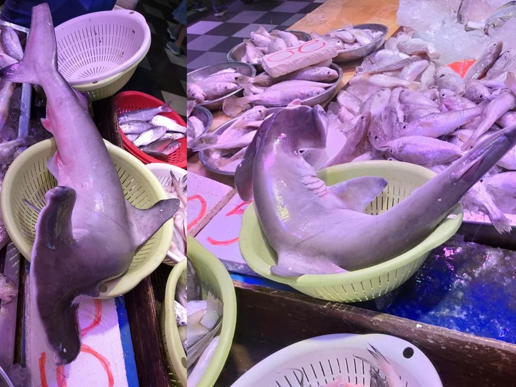 街市魚檔出售雙搥頭鯊魚 網民反問:真喺有人買呢種魚?