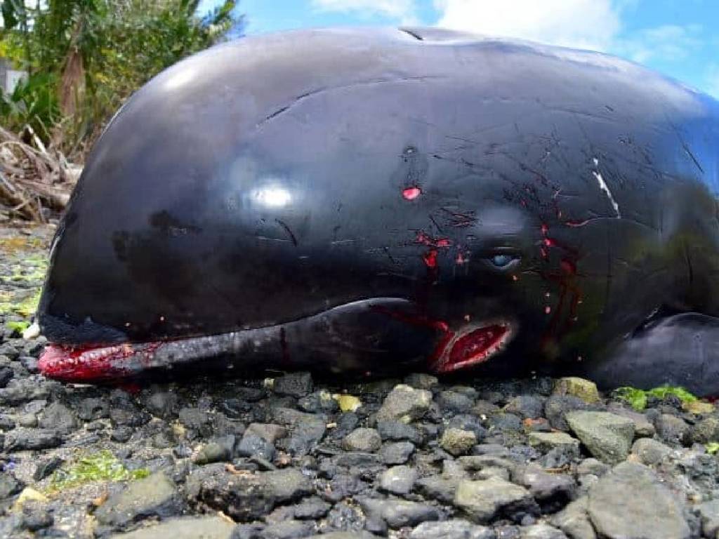 漏油污染下難生存！海豚媽媽盡力救孩子失敗最後雙雙亡