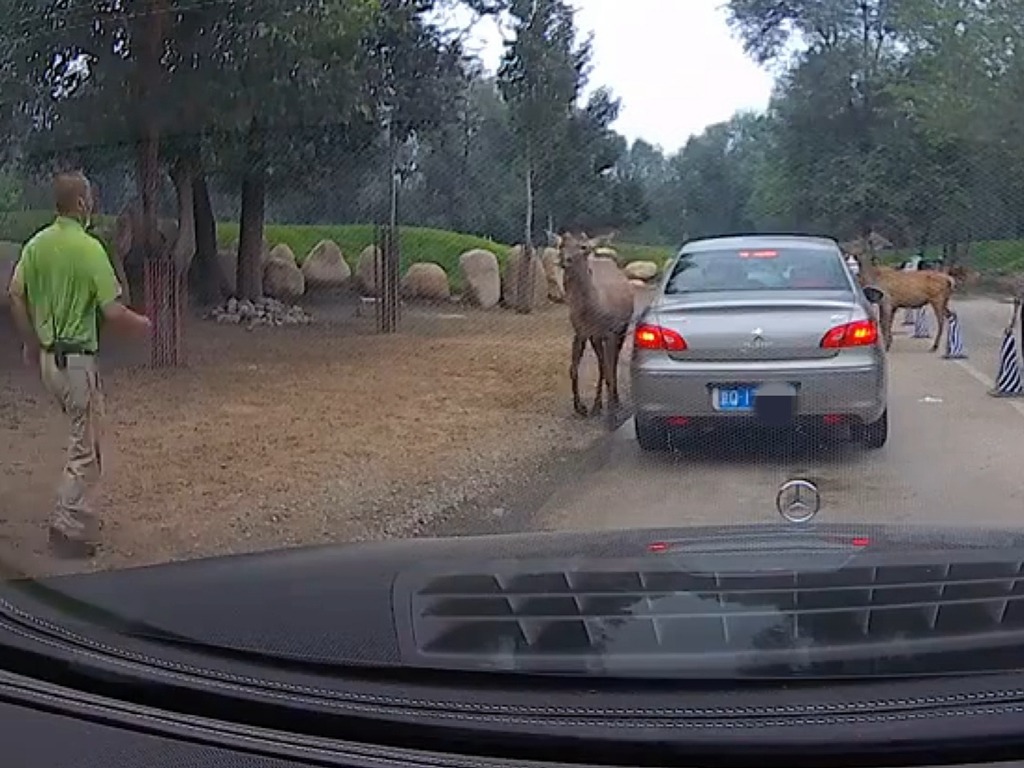 中國女遊客餵鹿食口罩 飼養員及時發現阻止