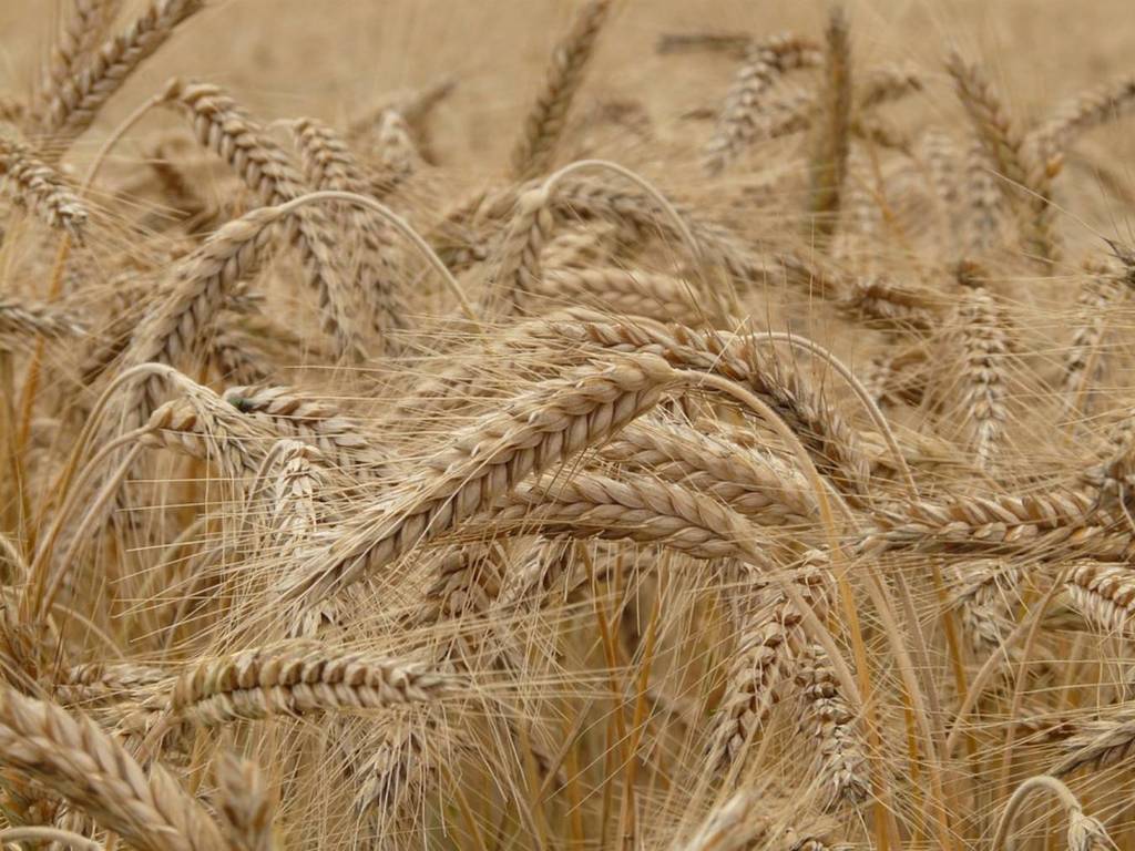 山東省 1200 萬畝小麥田爆發「莖基腐病」 中國糧食問題再現新威脅