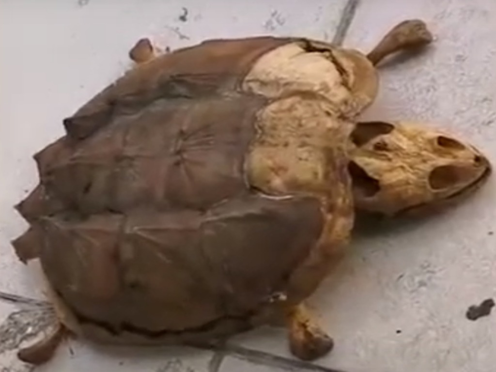 【有片睇】武漢大學生 8 個月後重返校園  寵物龜乾死慘成「標本」