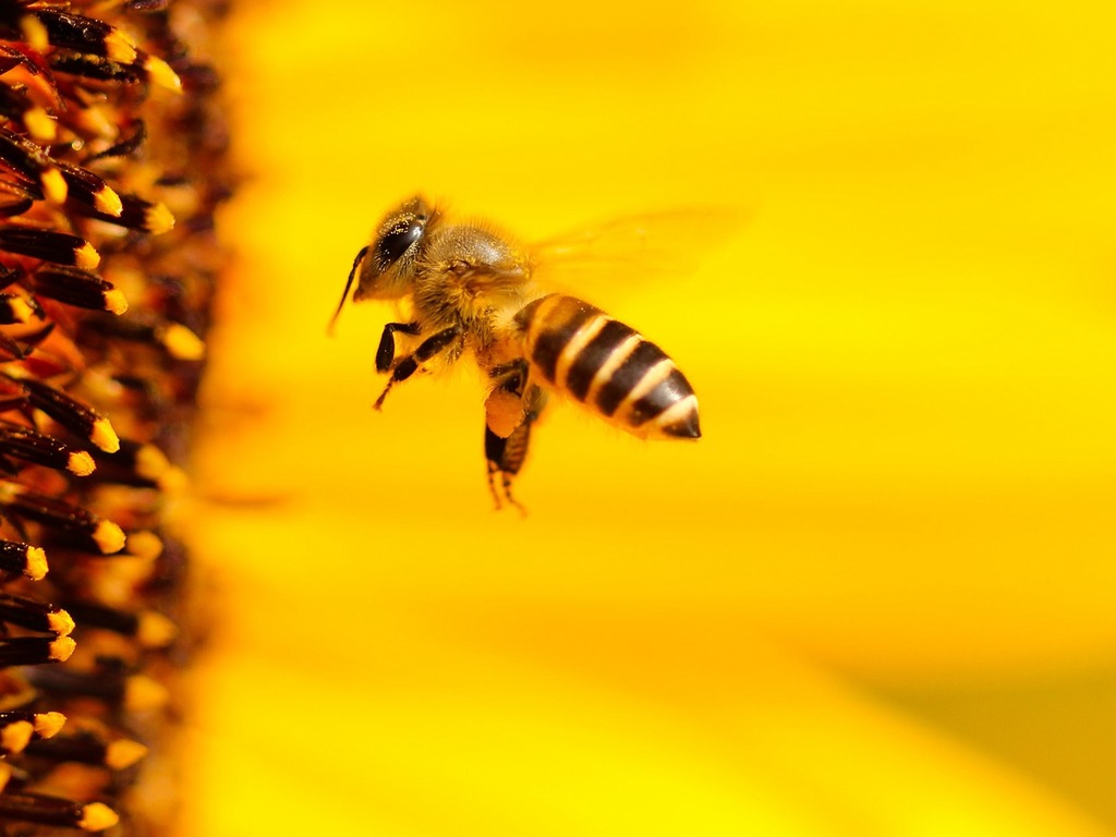 澳洲研究發現蜂毒可摧毀惡性乳癌細胞
