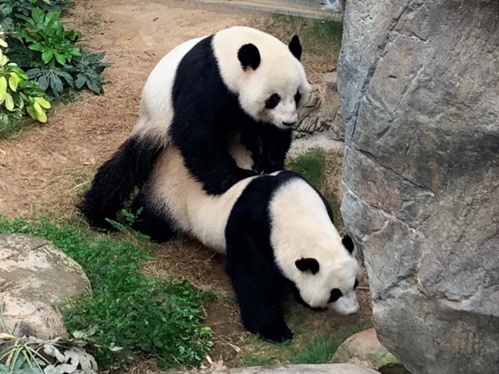 海洋公園證大熊貓盈盈樂樂自然交配未有懷孕