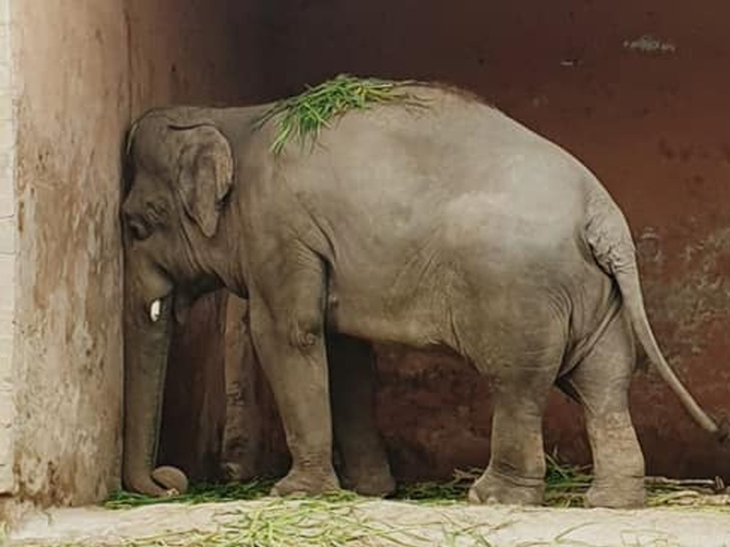被困 35 年「最孤獨大象」獲救！將前往保護區展開新生活