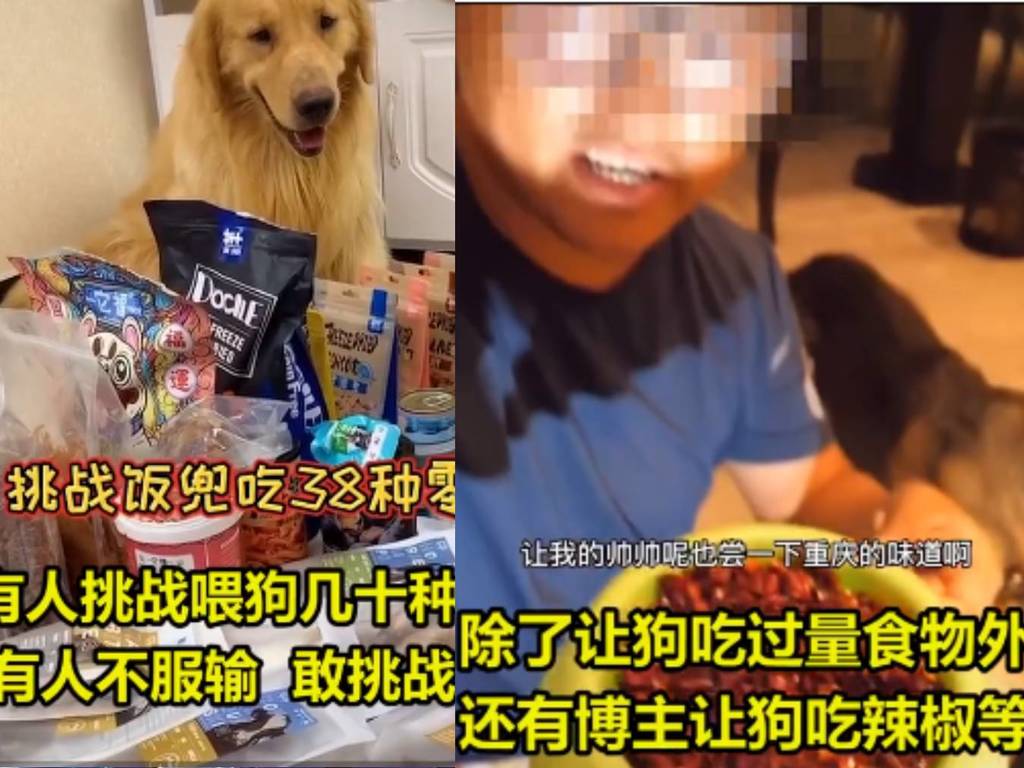 內地興起「寵物大胃王」短片！狗狗被迫食辣椒爆炸糖