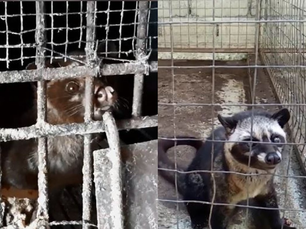 【虐待動物】貓屎咖啡隱藏殘忍真相  麝香貓長期被困鐵籠致精神失常