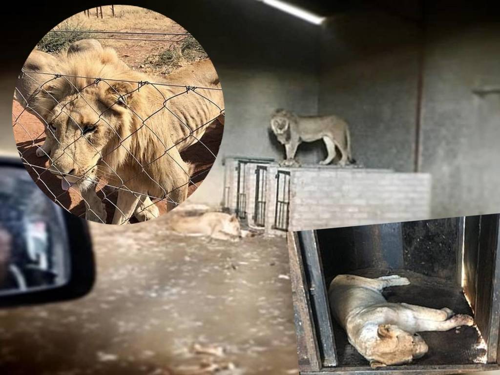 南非「困獵場」成獅子地獄！皮包骨獅子困黑房供人射殺享樂