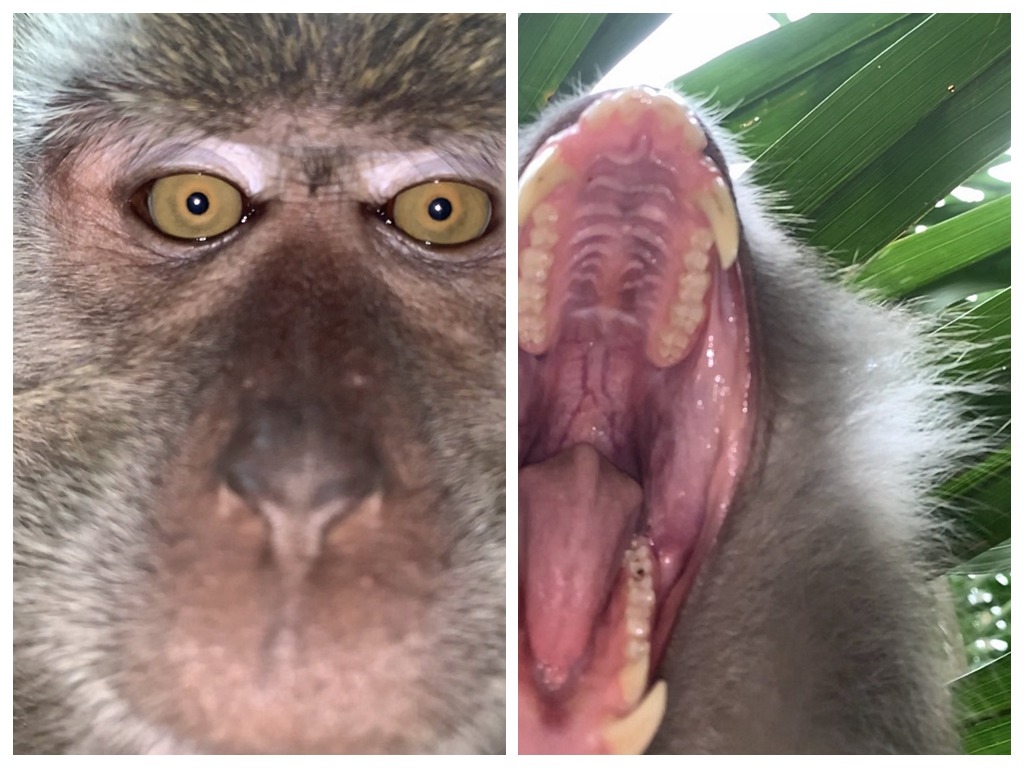 馬來西亞猴子偷 iPhone 叢林瘋狂自拍