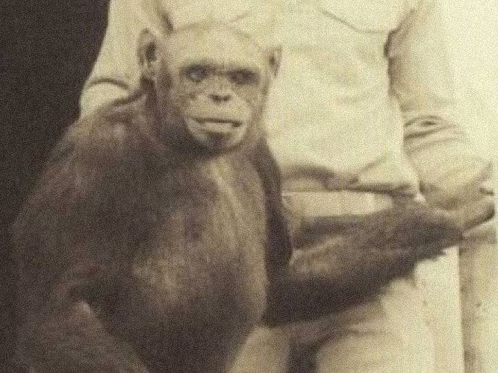 人猿混種「猩猩人」曾出現？傳說前蘇聯進行實驗冀造出超級士兵