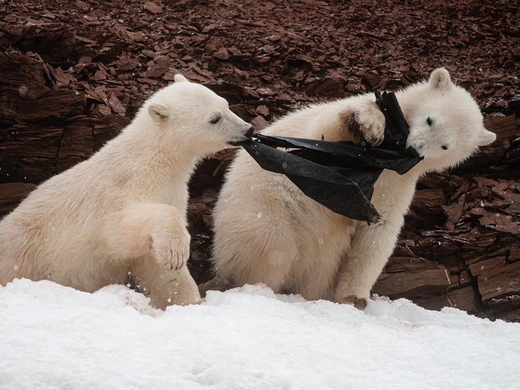 年幼北極熊吞食膠袋  探險家拍照籲「拋垃圾時三思」