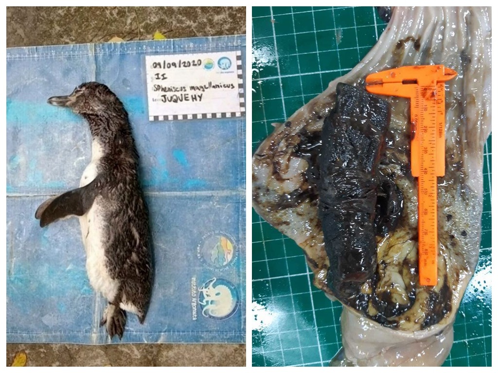 企鵝誤吞 N95 口罩慘死  伏屍巴西沙灘