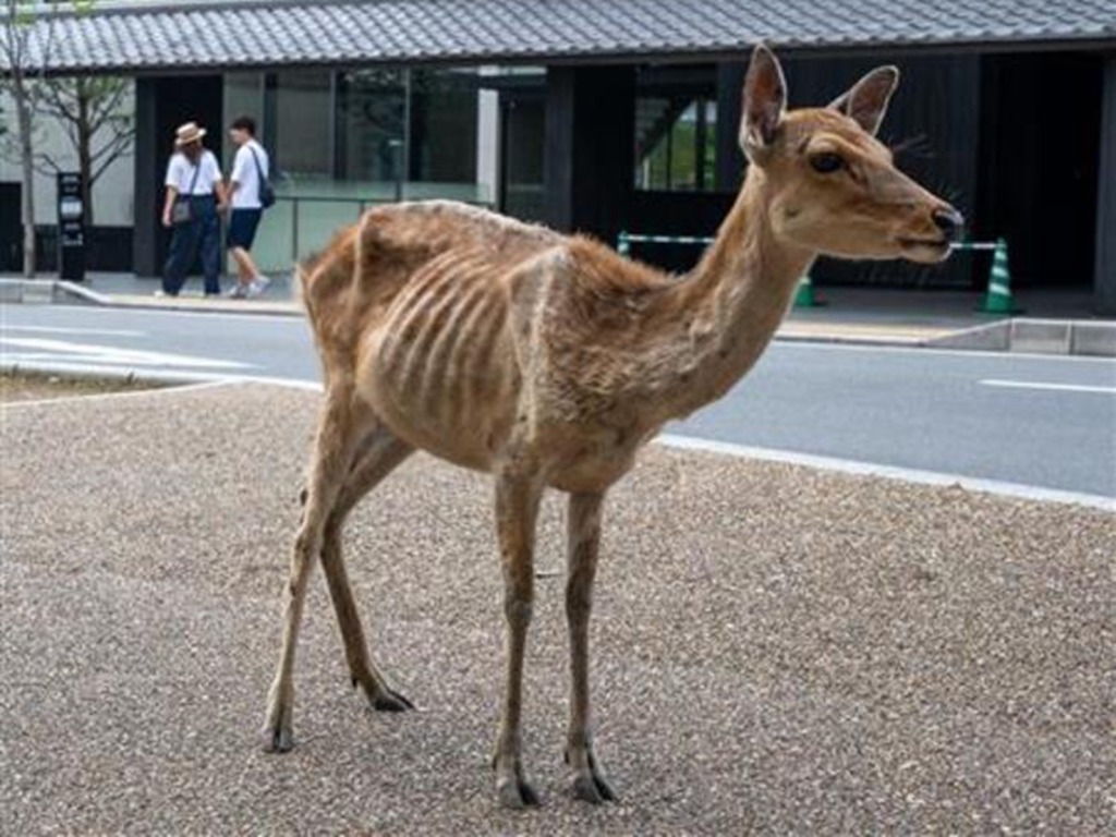 缺乏遊客奈良鹿餓至皮包骨 因對鹿仙貝過度依賴？