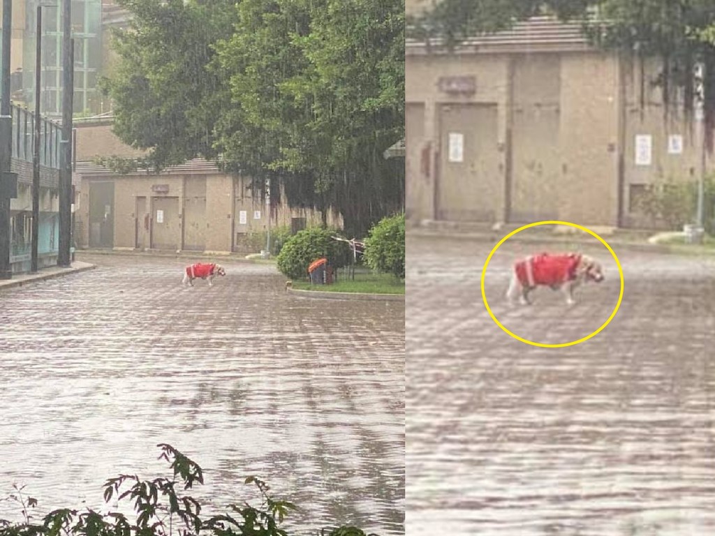 自私外傭放狗突遇暴雨  自己避雨狗狗卻變「落湯狗」