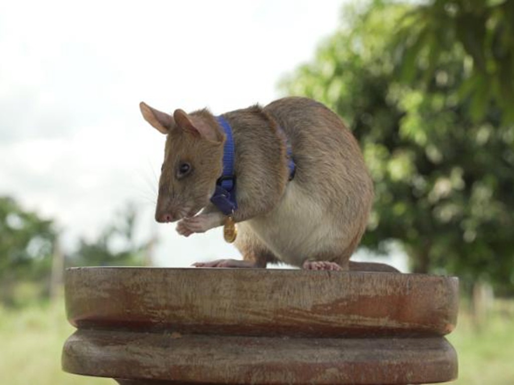 非洲巨鼠獲頒動物勇氣獎 嗅出近 70 枚地雷及炸彈拯救生命