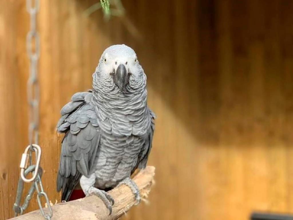 英動物園 5 隻鸚鵡「太爛口」 被園方禁止接觸遊客