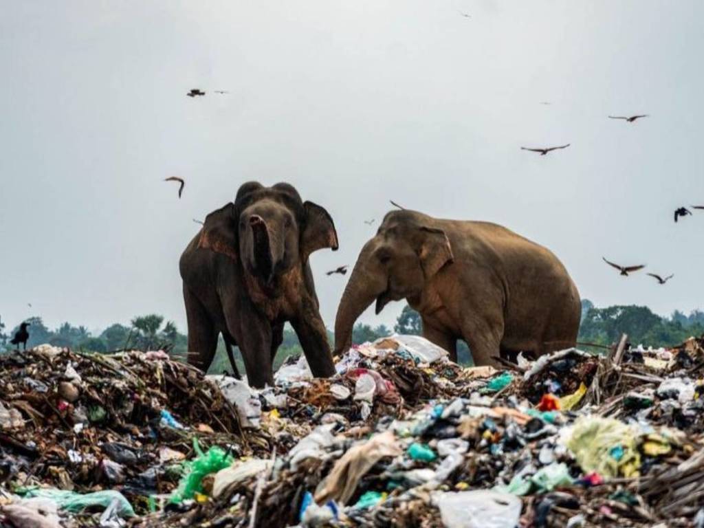 斯里蘭卡象群吞垃圾充飢  攝影師直言：好衝擊！