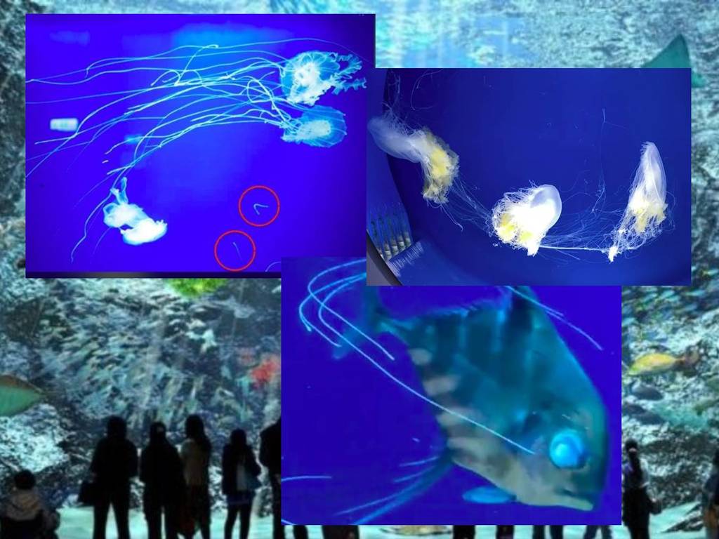 【虐待動物？】台灣 Xpark 人氣水族館  海洋生物現傷痕甚至斷肢