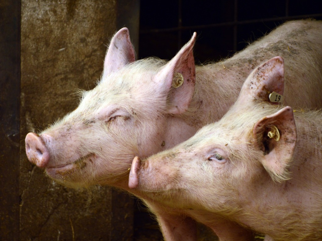 【新冠肺炎】美研究發現豬隻現全新冠狀病毒  專家擔心或傳染人類