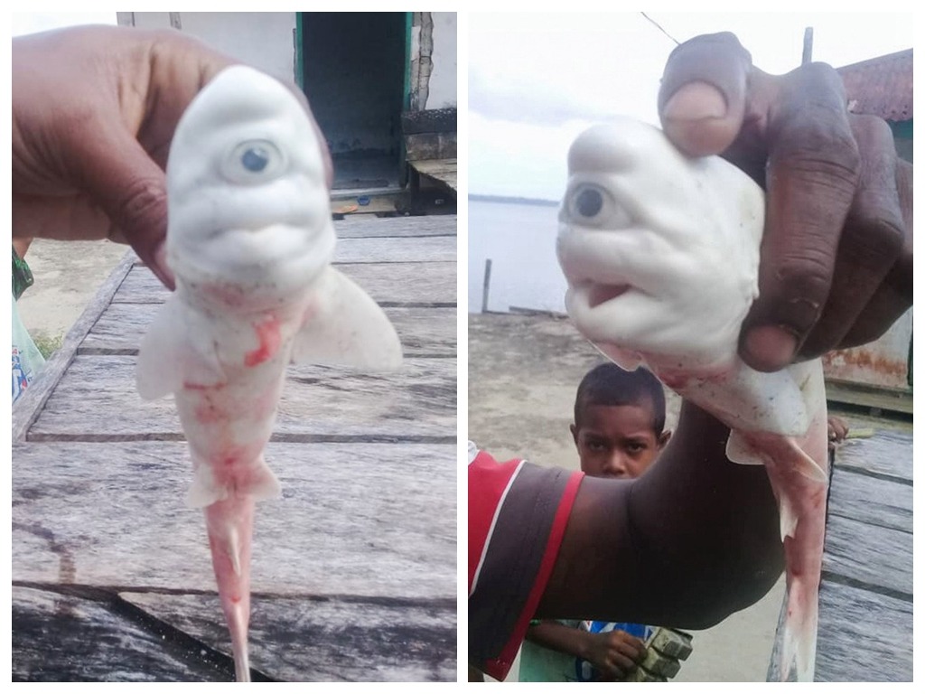 謎樣生物?印尼驚現獨眼白化鯊魚