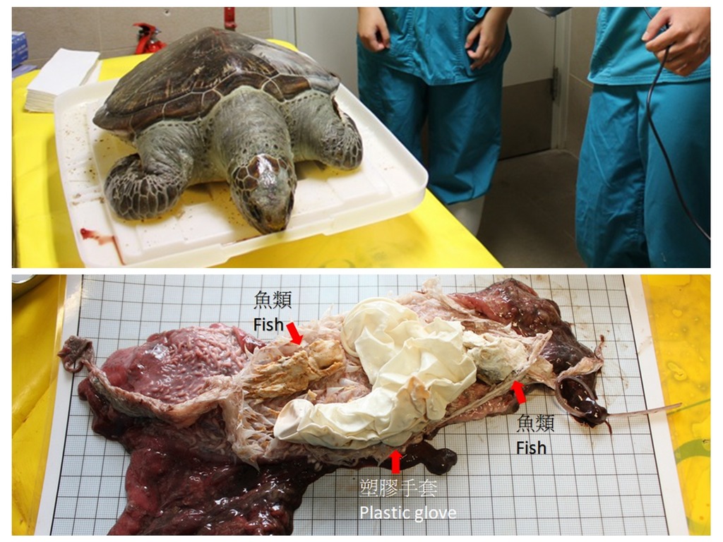 深井小綠海龜死後解剖  體內全是膠袋．包裝紙垃圾