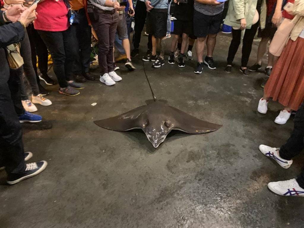 荃灣捕獲巨型魔鬼魚途人圍觀拍照!網民怒罵:應放生