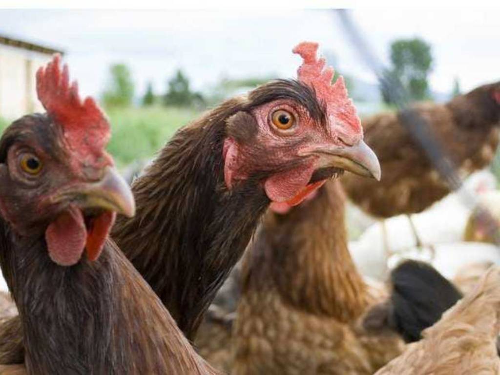 日本福岡縣.兵庫縣雞場爆 H5 禽流感!香港即日起暫停進口禽類產品