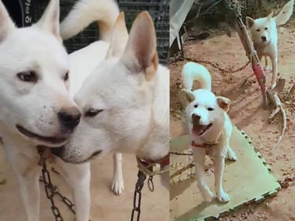 韓男領養狗狗 2 小時即殺死烹煮 終被判處 6 個月監禁