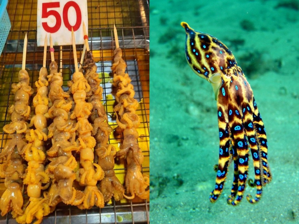 泰國夜市驚現劇毒藍環章魚串燒 毒性比山埃強逾千倍