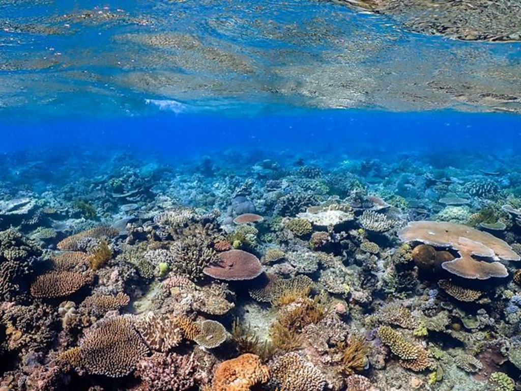 全球暖化危機 澳洲大堡礁首次列入「瀕危」名單