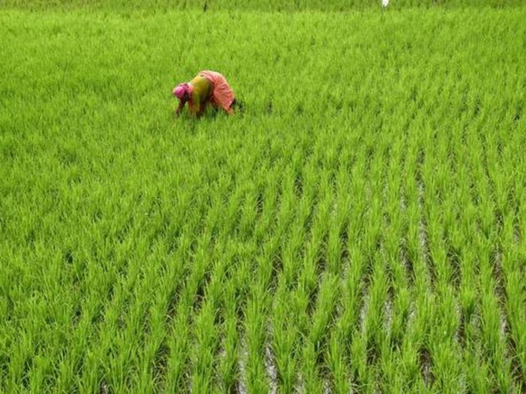 中國 30 年來首次進口印度大米  疫情減稻穀收成 30％
