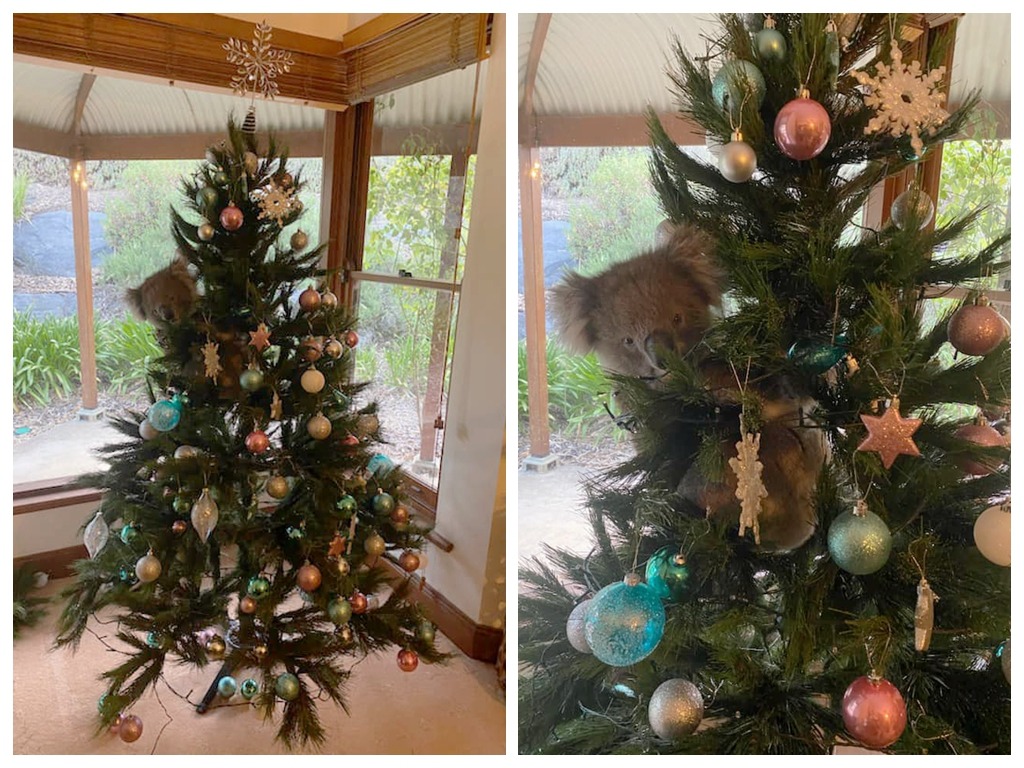 樹熊闖澳洲家庭 緊抱聖誕樹 3 小時不肯離開