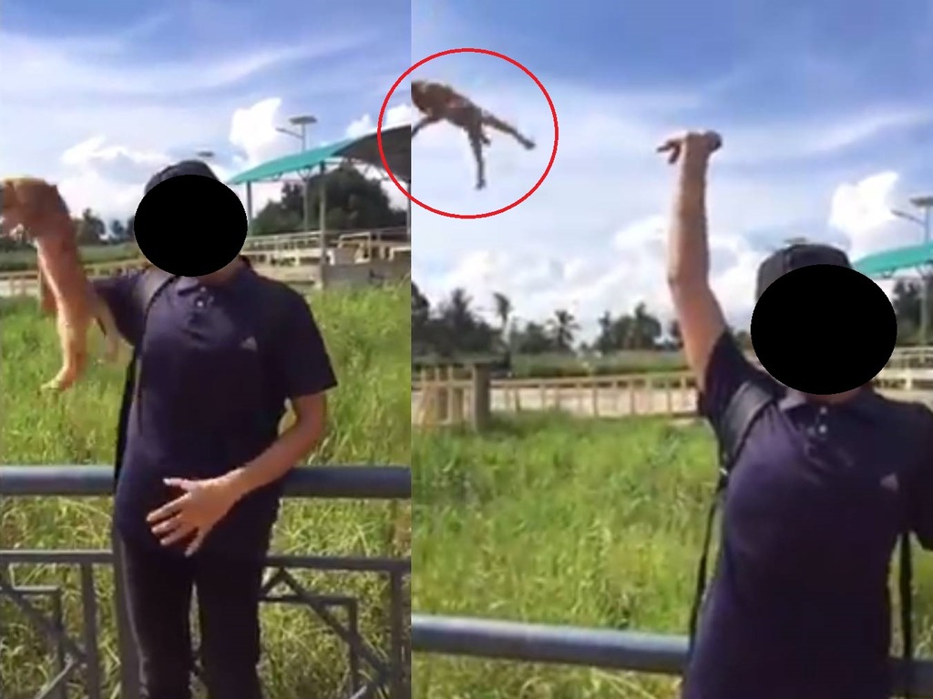 【虐待動物】拍扔貓 Tiktok 短片呃 like！馬拉男被極速起底拘捕