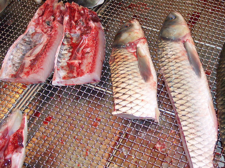 中大醫學院最新研究 鯇魚較其他魚類易引起過敏