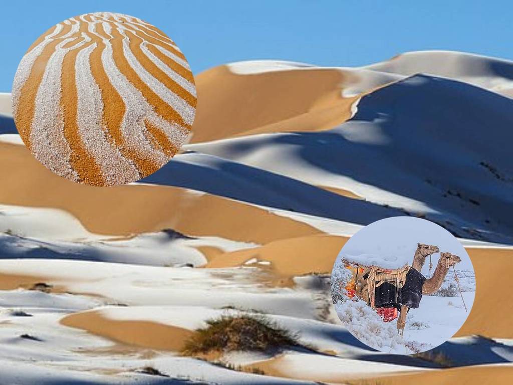 極端天氣下撒哈拉沙漠披雪？雪中駱駝成奇景