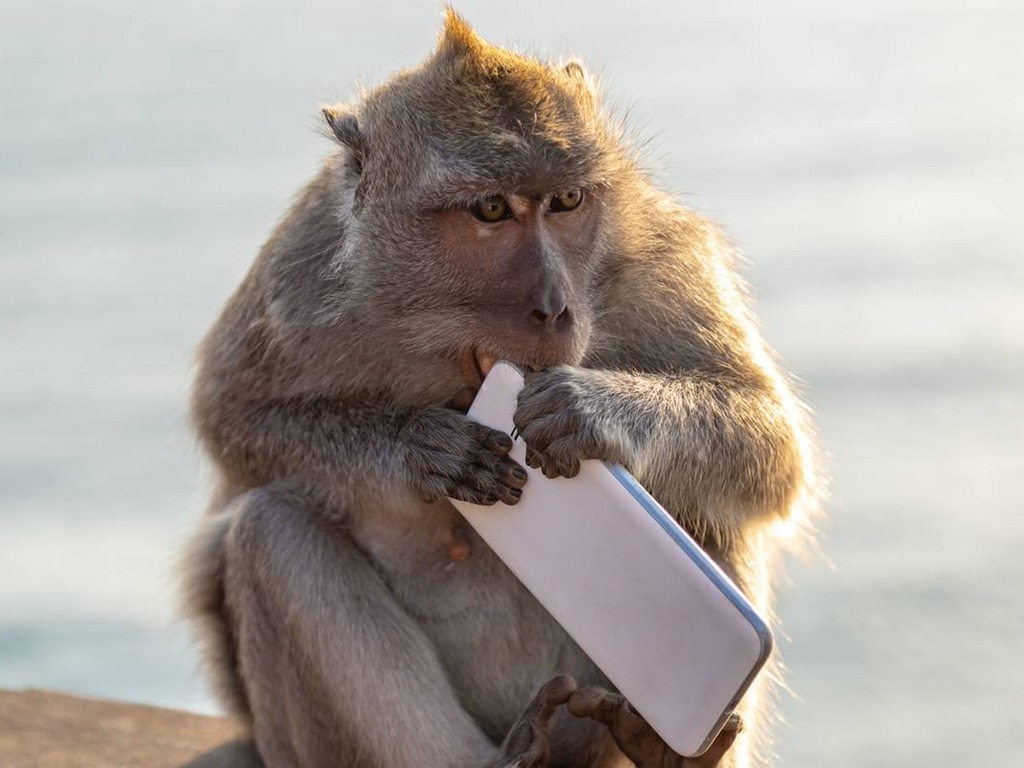 印尼猴子懂「進化」？專搶遊客手機等貴重物品換食物