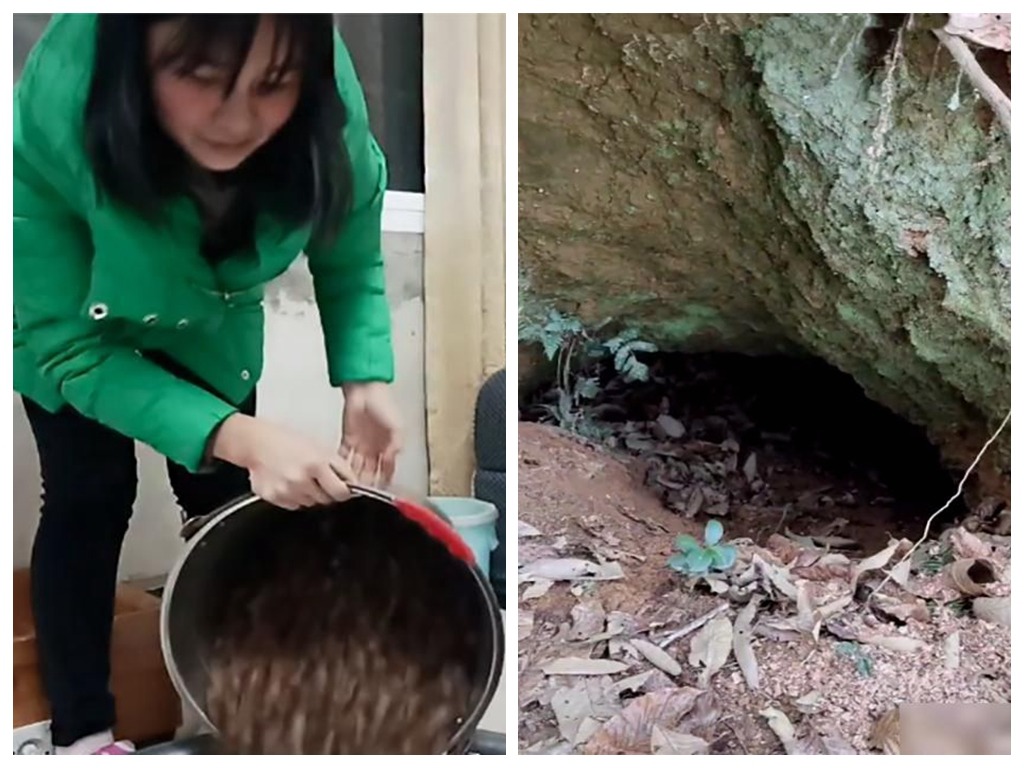 湖南女從山洞撿走數十斤栗子拍片炫耀 網民怒罵「這是松鼠過冬的糧食」