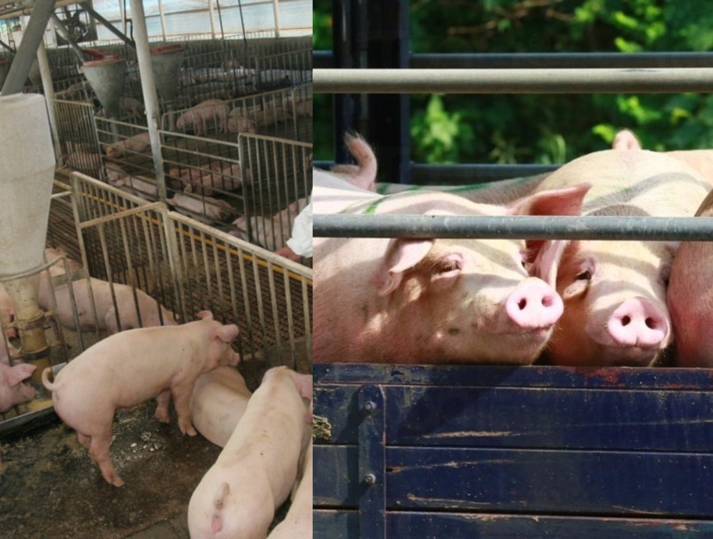 非洲豬瘟殺入本港豬場  漁護署共銷毁約 240 隻豬