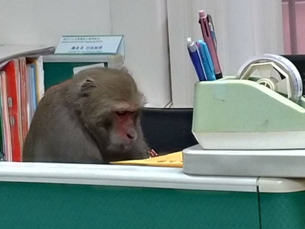 猴子闖大學認真「辦公」網上爆紅