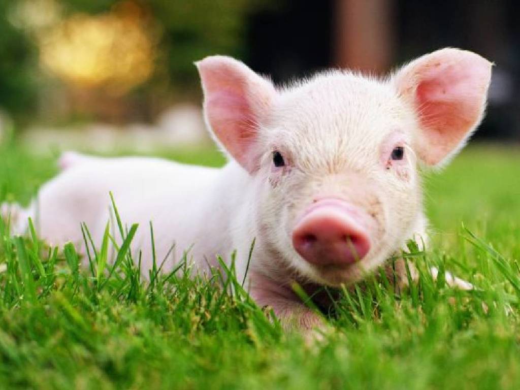 動物專家成功訓練豬仔打機！獲讚賞沒食物獎勵照玩