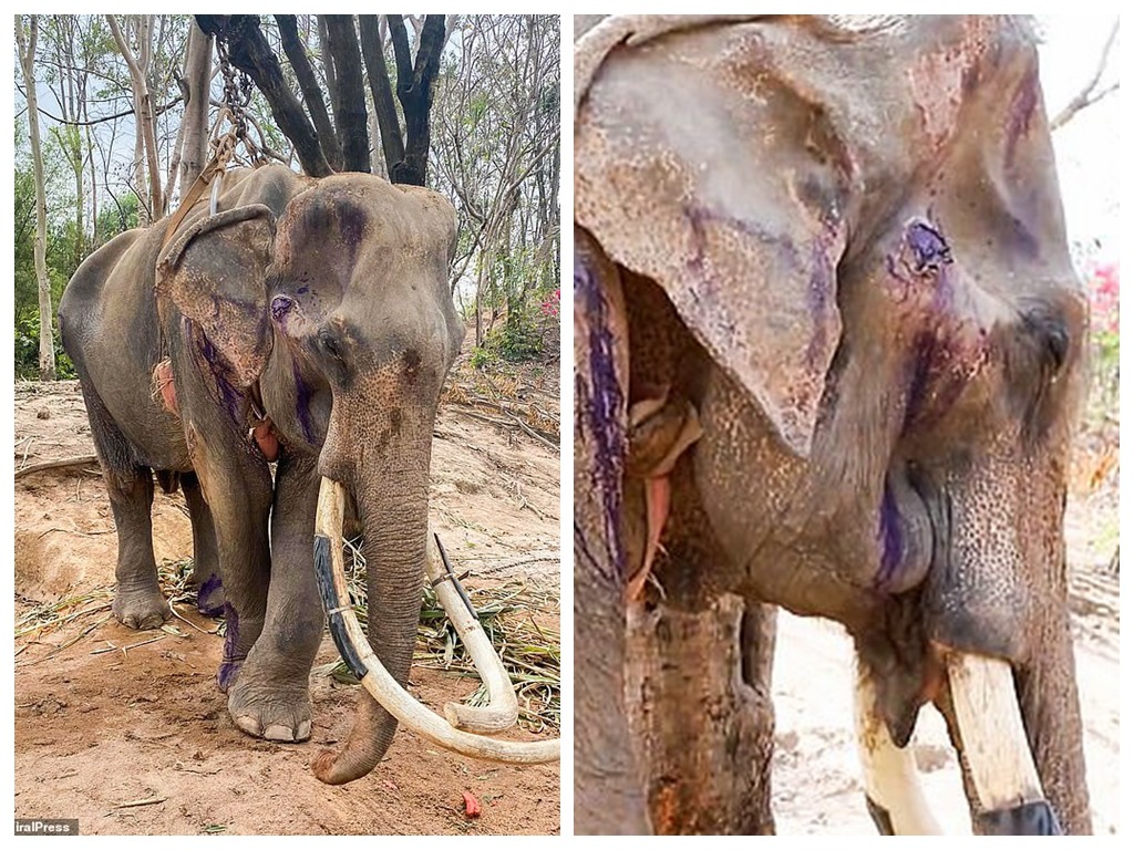 泰國大象餓至皮包骨  主人稱疫情爆發收入銳減所致