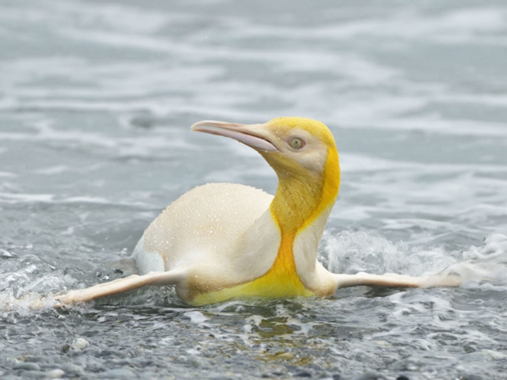 比利時攝影師  南極發現極罕見黃色企鵝