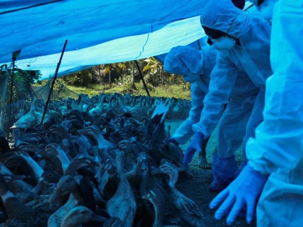 俄羅斯家禽養殖場 7 人染禽流感 全球首次發現人類感染 H5N8 個案