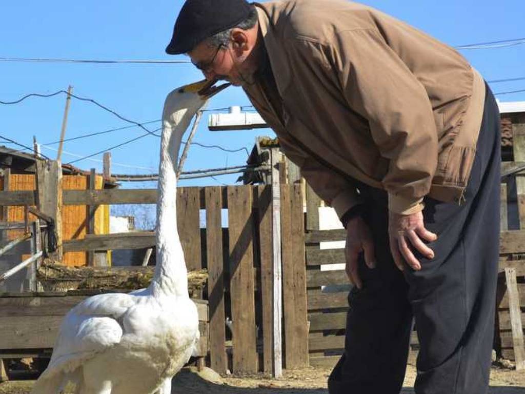 土耳其郵差救受傷天鵝後不離不棄！同住 37 年視如己出