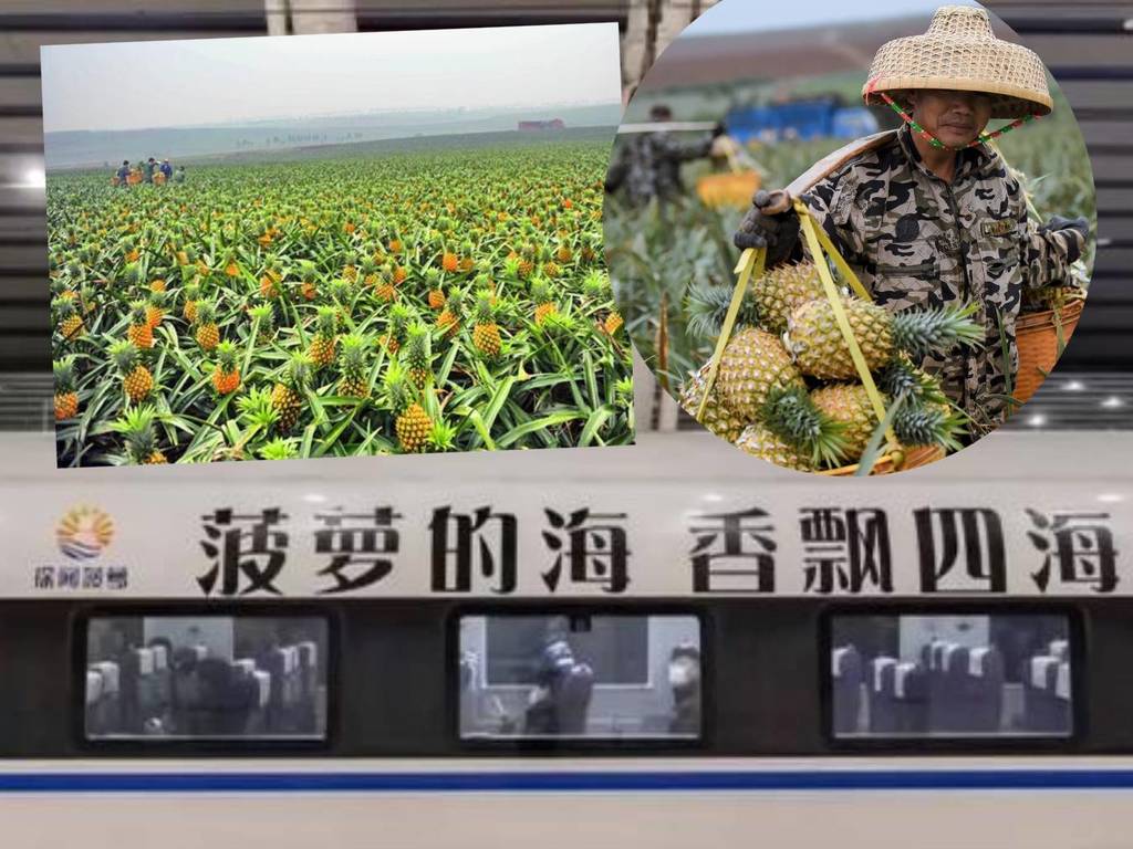內地禁台灣菠蘿後力推「徐聞菠蘿」！藉高鐵宣傳銷量破紀錄