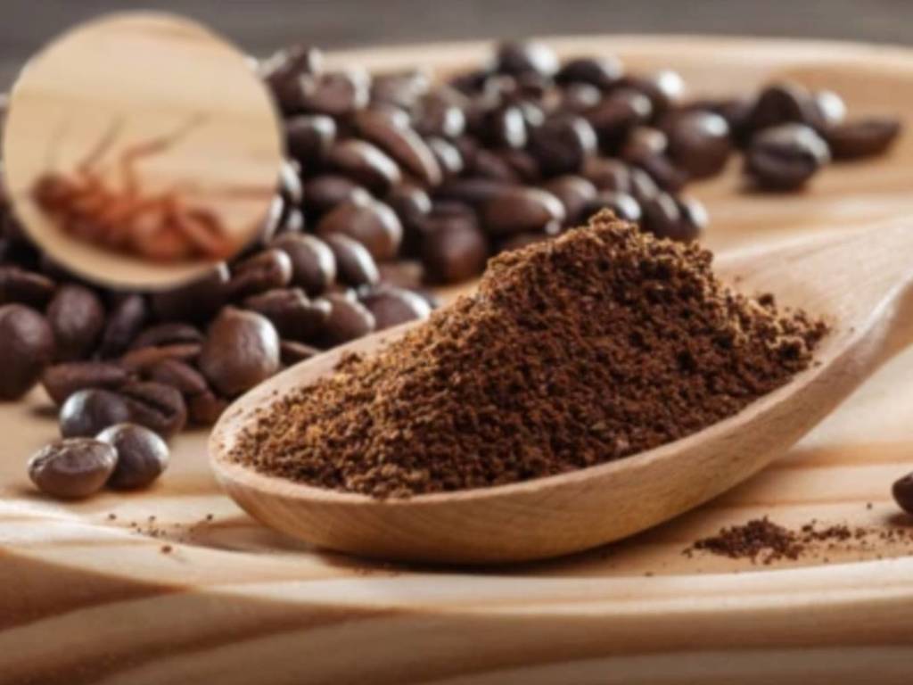 英國醫生指咖啡粉「含一定比例蟑螂」！網民震驚：我的生活毀了