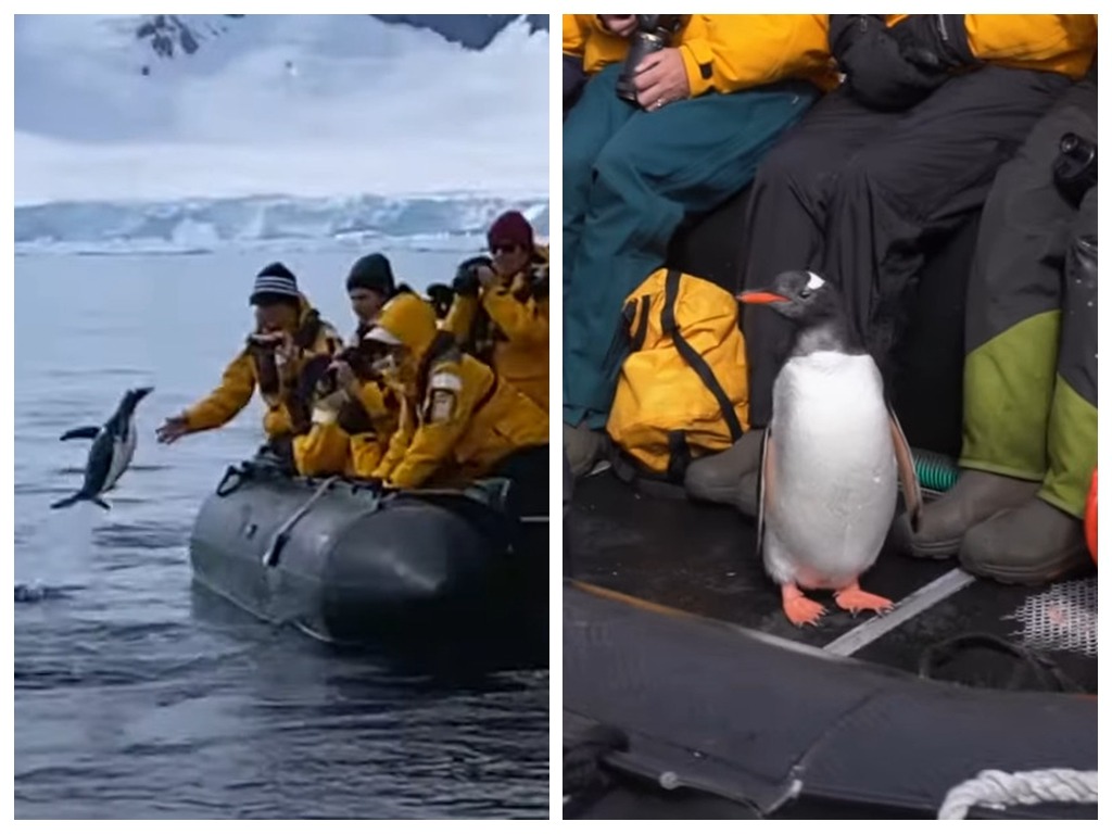 企鵝遭殺人鯨追捕  跳上橡皮艇逃過一劫
