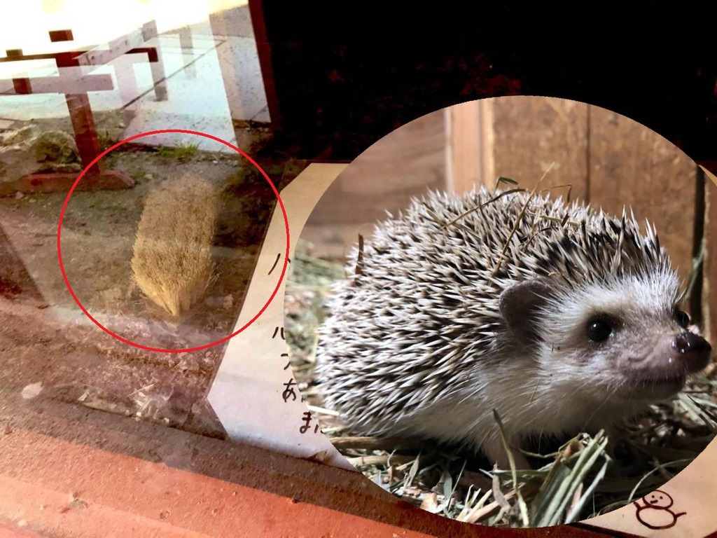 日本動物園刺蝟區竟展示「鬃毛刷」? 故意造假背後原因超暖心
