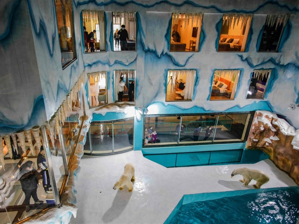 哈爾濱北極熊酒店主打「與熊同眠」  動物權利組織 PETA 批評不應消費動物