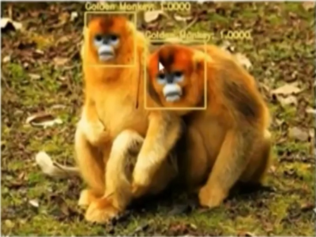 中國研發「猴臉辨識」  識別金絲猴準確率逾 95％